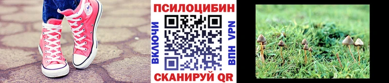 Галлюциногенные грибы Psilocybe  закладка  Орск 